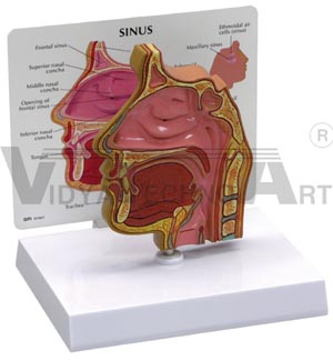 Sinus